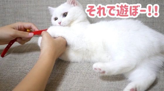 f:id:nekobeya:20180905120832j:plain