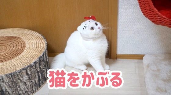 f:id:nekobeya:20180905121732j:plain