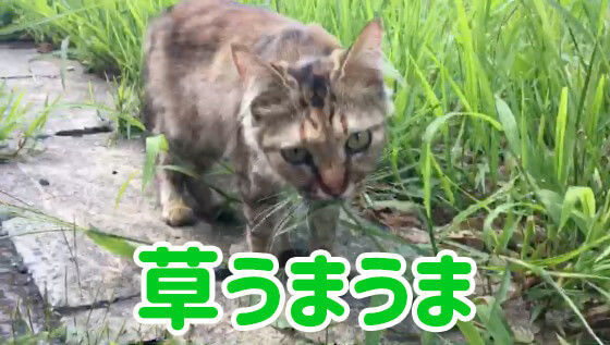 f:id:nekobeya:20180909211548j:plain f:id:nekobeya:20180909211548j:plain