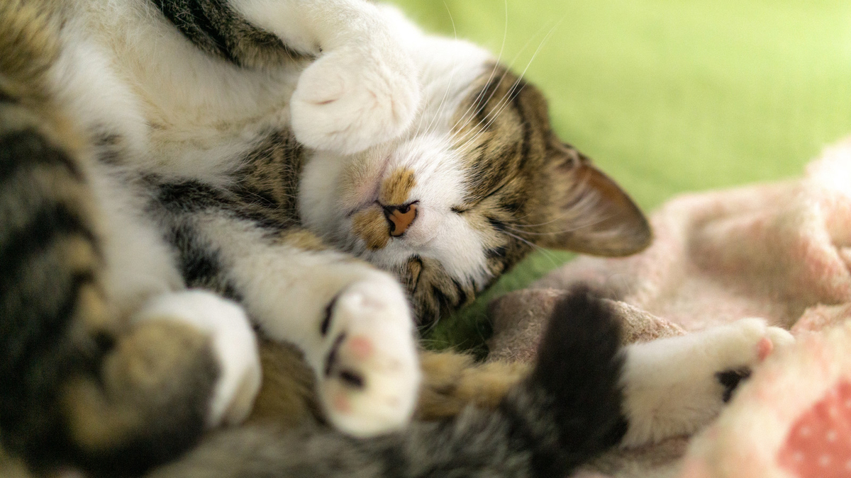 f:id:nekobuchou:20190316221241j:plain