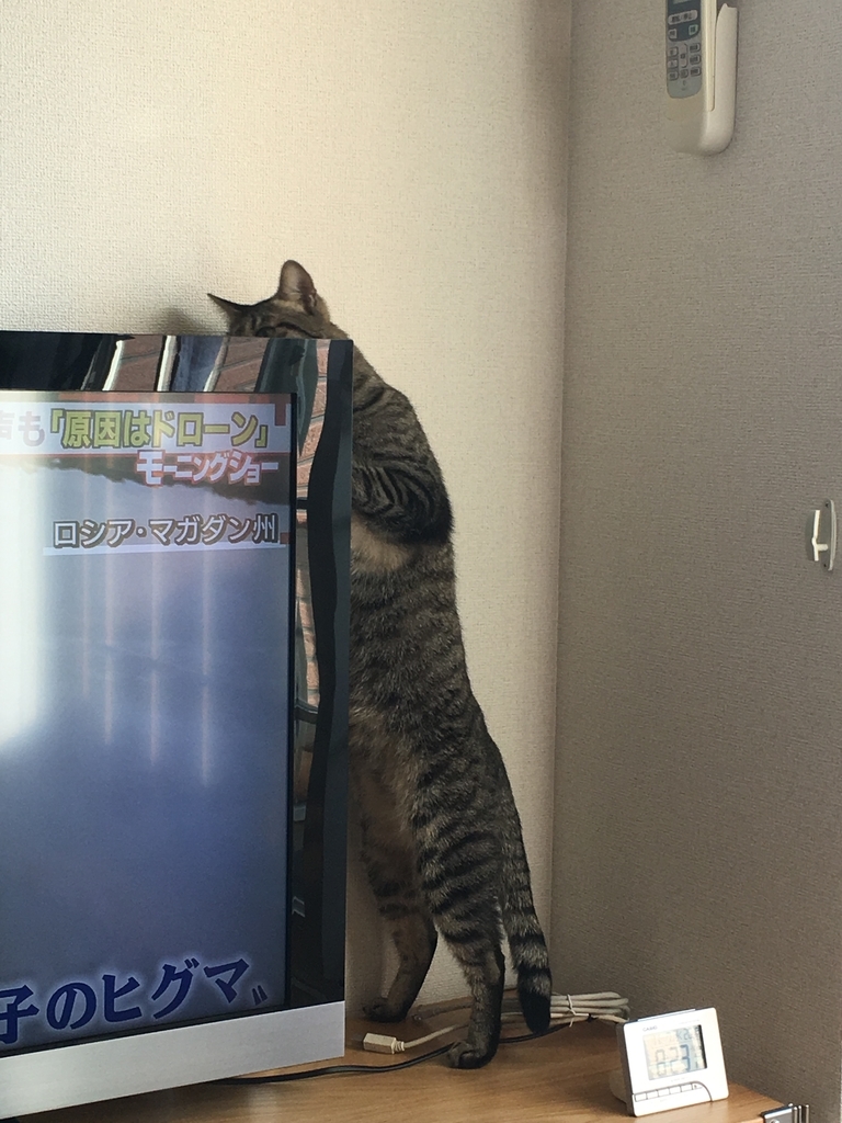 f:id:nekoburian:20181112111659j:plain f:id:nekoburian:20181112111659j:plain