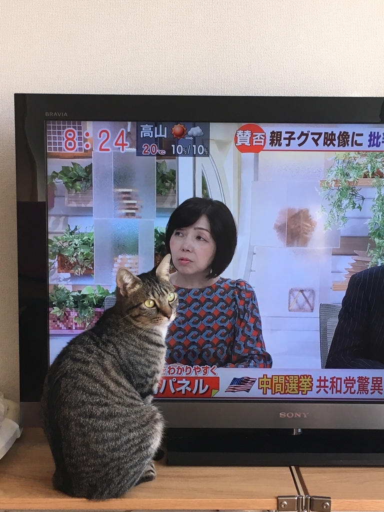 f:id:nekoburian:20181112111759j:plain f:id:nekoburian:20181112111759j:plain