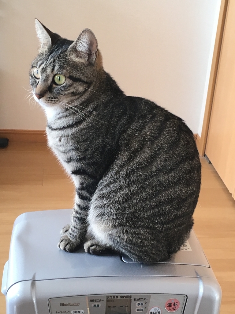 置物化する猫 ねこブリアンの日常 置物化する猫 ねこブリアンの日常