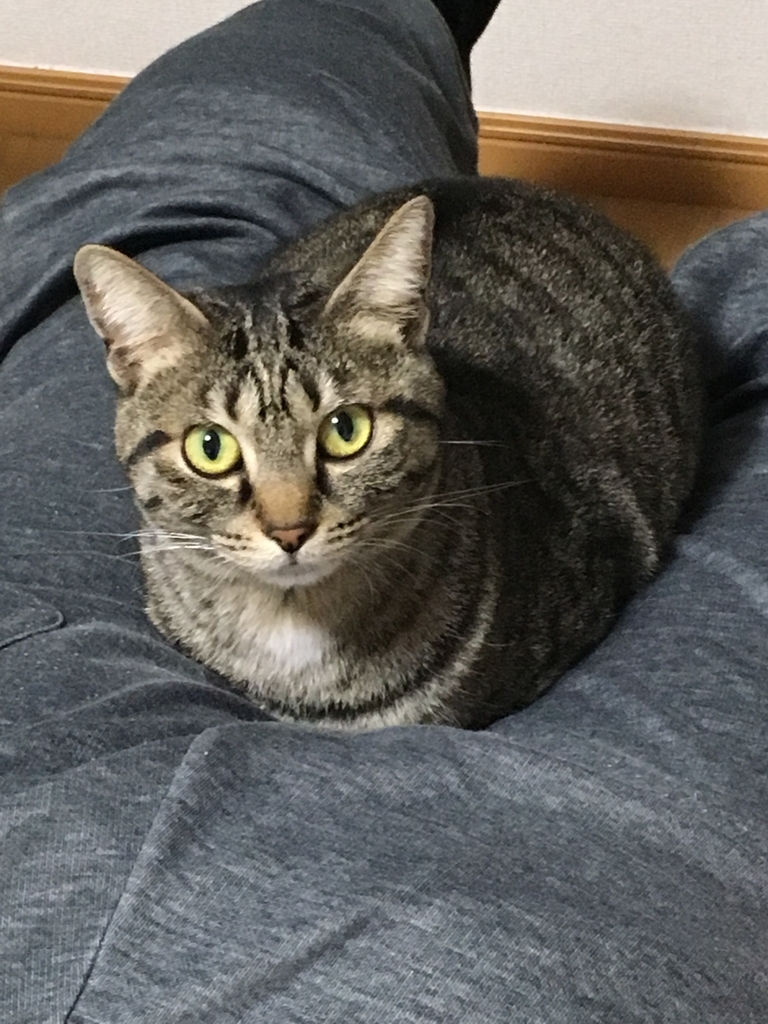 夫のおしりで暖を取る猫 ねこブリアンの日常