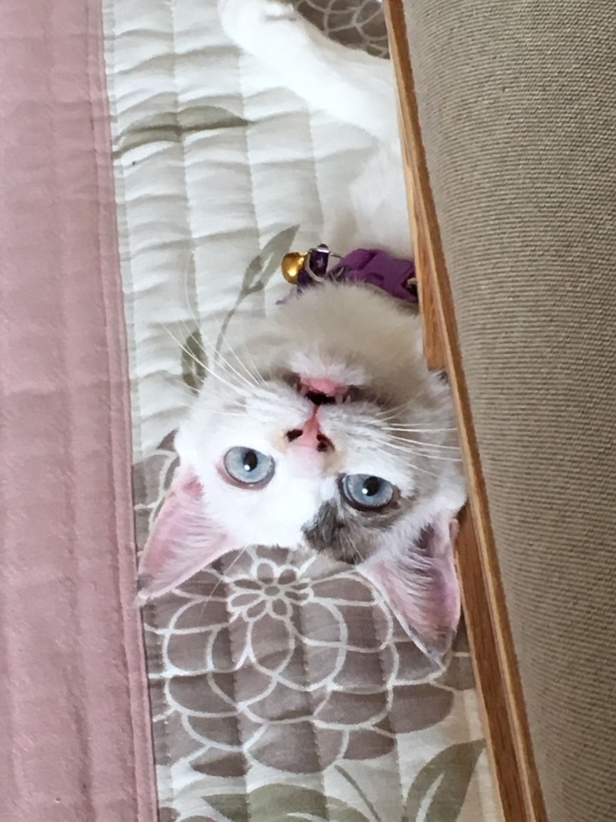 f:id:nekoburian:20190606165413j:plain f:id:nekoburian:20190606165413j:plain
