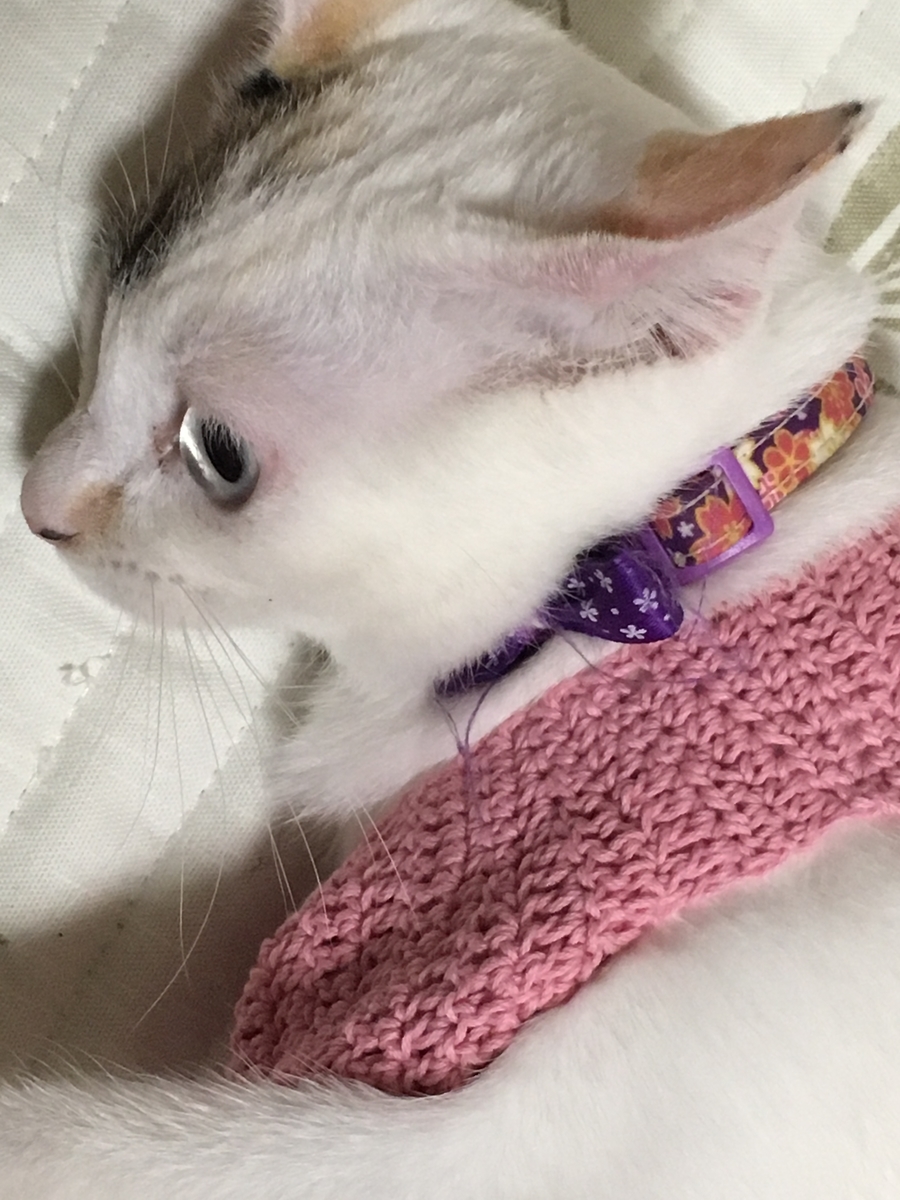 f:id:nekoburian:20190701165745j:plain