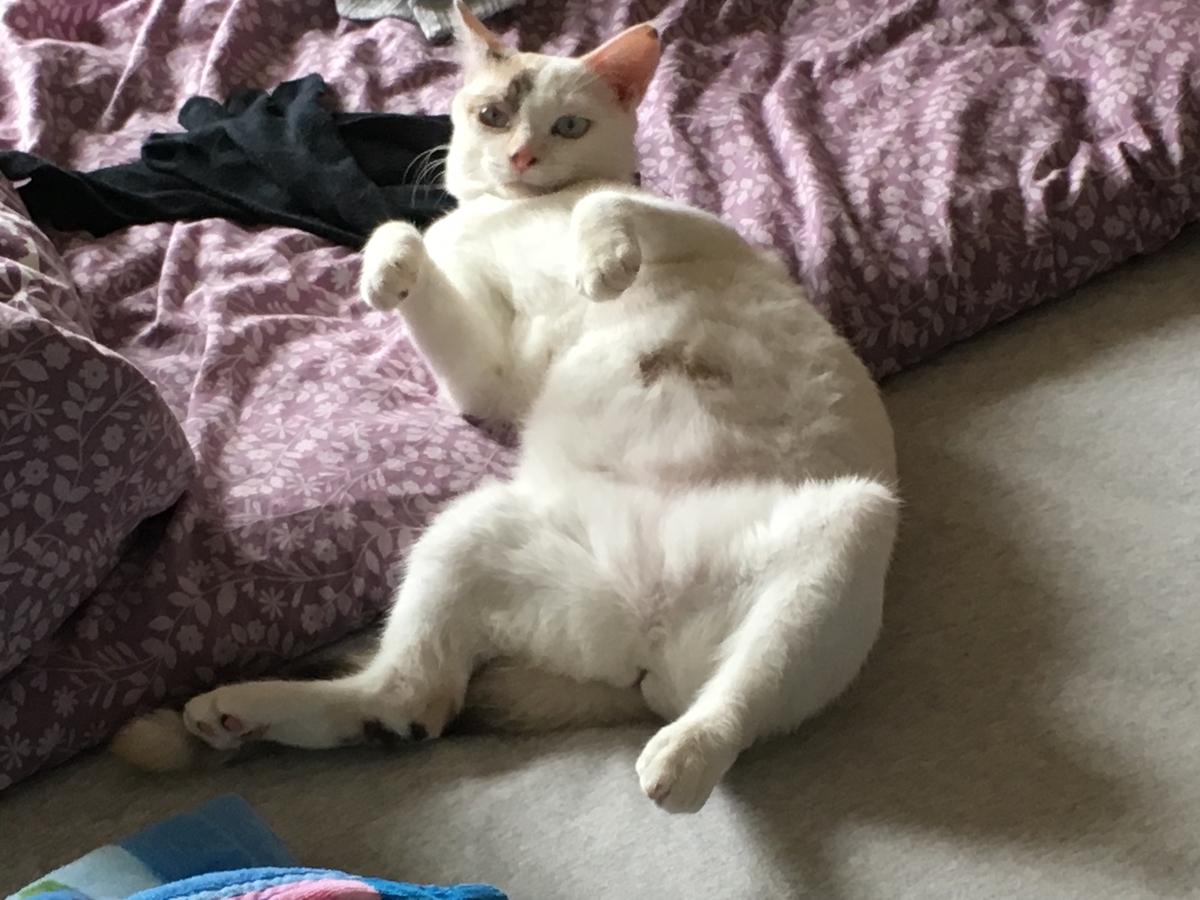 f:id:nekoburian:20190726171026j:plain f:id:nekoburian:20190726171026j:plain