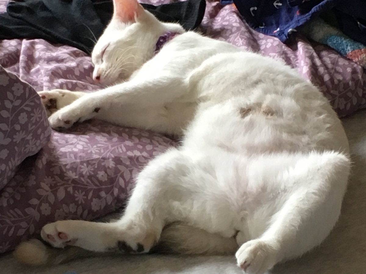 f:id:nekoburian:20190726171038j:plain f:id:nekoburian:20190726171038j:plain