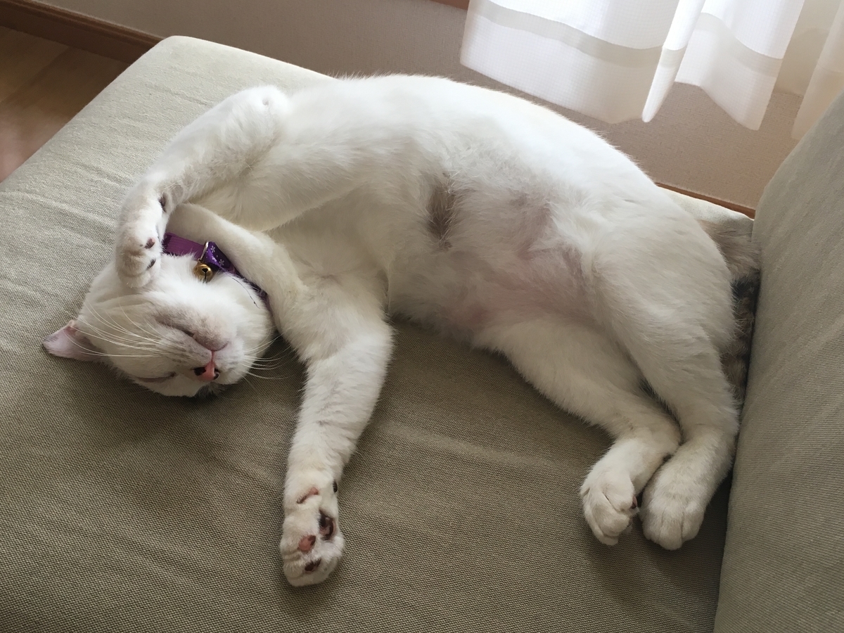 f:id:nekoburian:20190726171359j:plain f:id:nekoburian:20190726171359j:plain