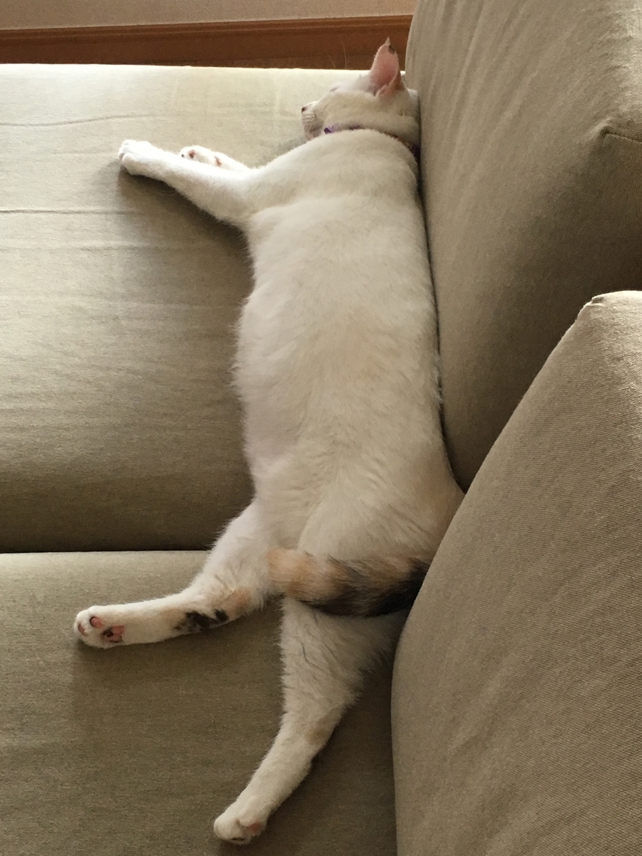 f:id:nekoburian:20190726171621j:plain f:id:nekoburian:20190726171621j:plain