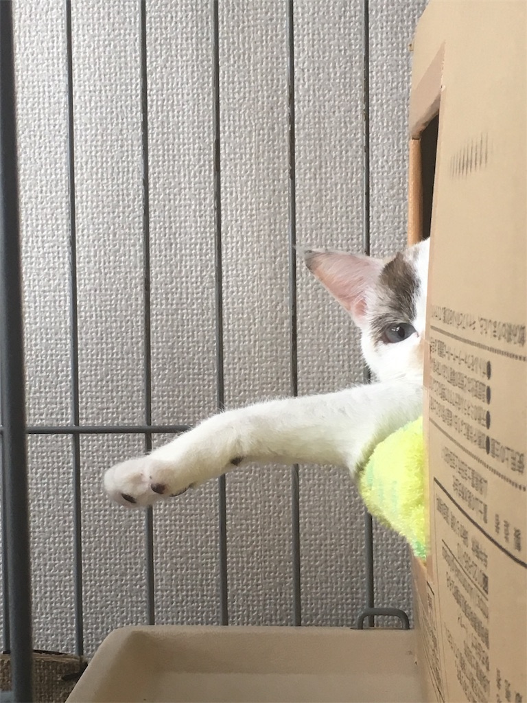 猫の手も借りたい ねこブリアンの日常 猫の手も借りたい ねこブリアンの日常