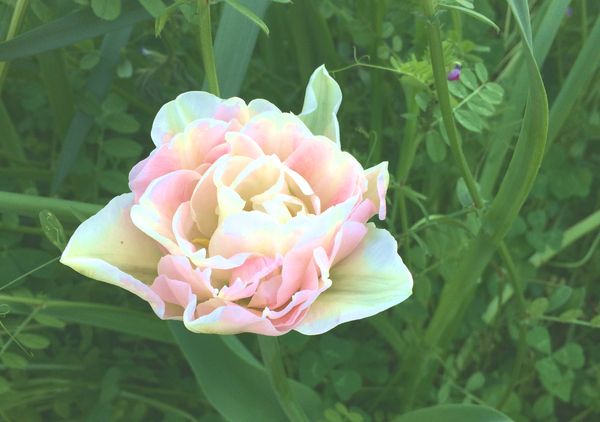 f:id:nekochawan:20180719205740j:plain f:id:nekochawan:20180719205740j:plain