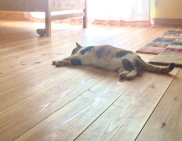 f:id:nekochawan:20180723220239j:plain f:id:nekochawan:20180723220239j:plain