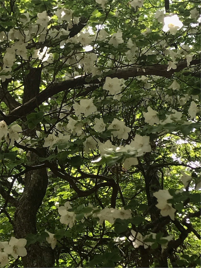 f:id:nekochiyo3:20190605232351j:image f:id:nekochiyo3:20190605232351j:image