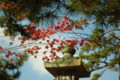 [法隆寺]法隆寺の紅葉