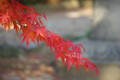 [法隆寺]法隆寺の紅葉