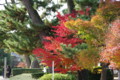 [法隆寺]法隆寺の紅葉