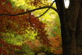 [馬見丘陵公園][紅葉]馬見丘陵公園の紅葉