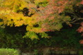 [馬見丘陵公園][紅葉]馬見丘陵公園の紅葉