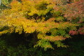 [馬見丘陵公園][紅葉]馬見丘陵公園の紅葉