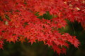 [馬見丘陵公園][紅葉]馬見丘陵公園の紅葉