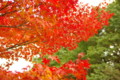 [馬見丘陵公園][紅葉]馬見丘陵公園の紅葉