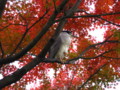 [京都][紅葉]祇園四条駅付近