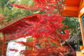 [京都][紅葉]八坂神社