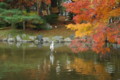 [京都][紅葉]円山公園