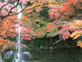 [京都][紅葉]円山公園