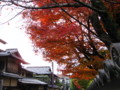 [京都][紅葉]円山公園から清水寺へ