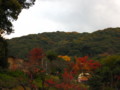 [京都][紅葉]円山公園