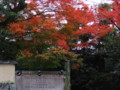 [京都][紅葉]円山公園から清水寺へ