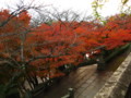 [京都][紅葉]清水寺