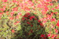 [花]花壇