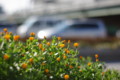 [花]花壇