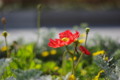 [花]花壇