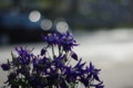[花]花壇