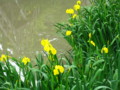 [花菖蒲][八幡堀]八幡堀の花菖蒲