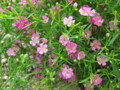 [万博公園]小さいピンクの花