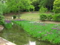 [万博公園]日本庭園内花しょうぶ田