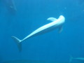 [鳥羽水族館]すなめり