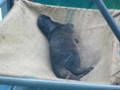 [鳥羽水族館]コツメカワウソ