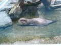 [鳥羽水族館]コツメカワウソ