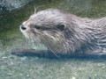 [鳥羽水族館]コツメカワウソ