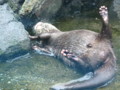 [鳥羽水族館]コツメカワウソ