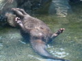 [鳥羽水族館]コツメカワウソ