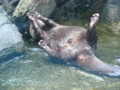 [鳥羽水族館]コツメカワウソ