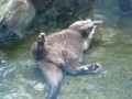[鳥羽水族館]コツメカワウソ