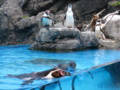 [鳥羽水族館]ぺんぎん